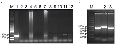 Isolation and Molecular Characteristics of a CIAV Isolate From Pigeons, China